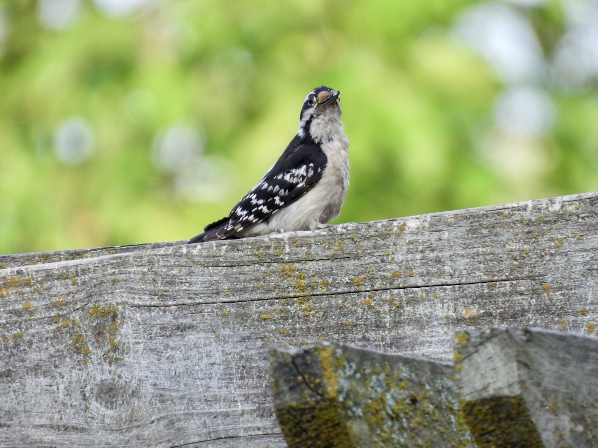 Downy Woodpecker - ML637476502
