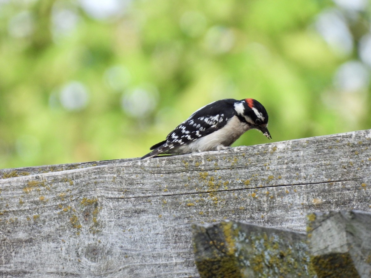 Downy Woodpecker - ML637476503