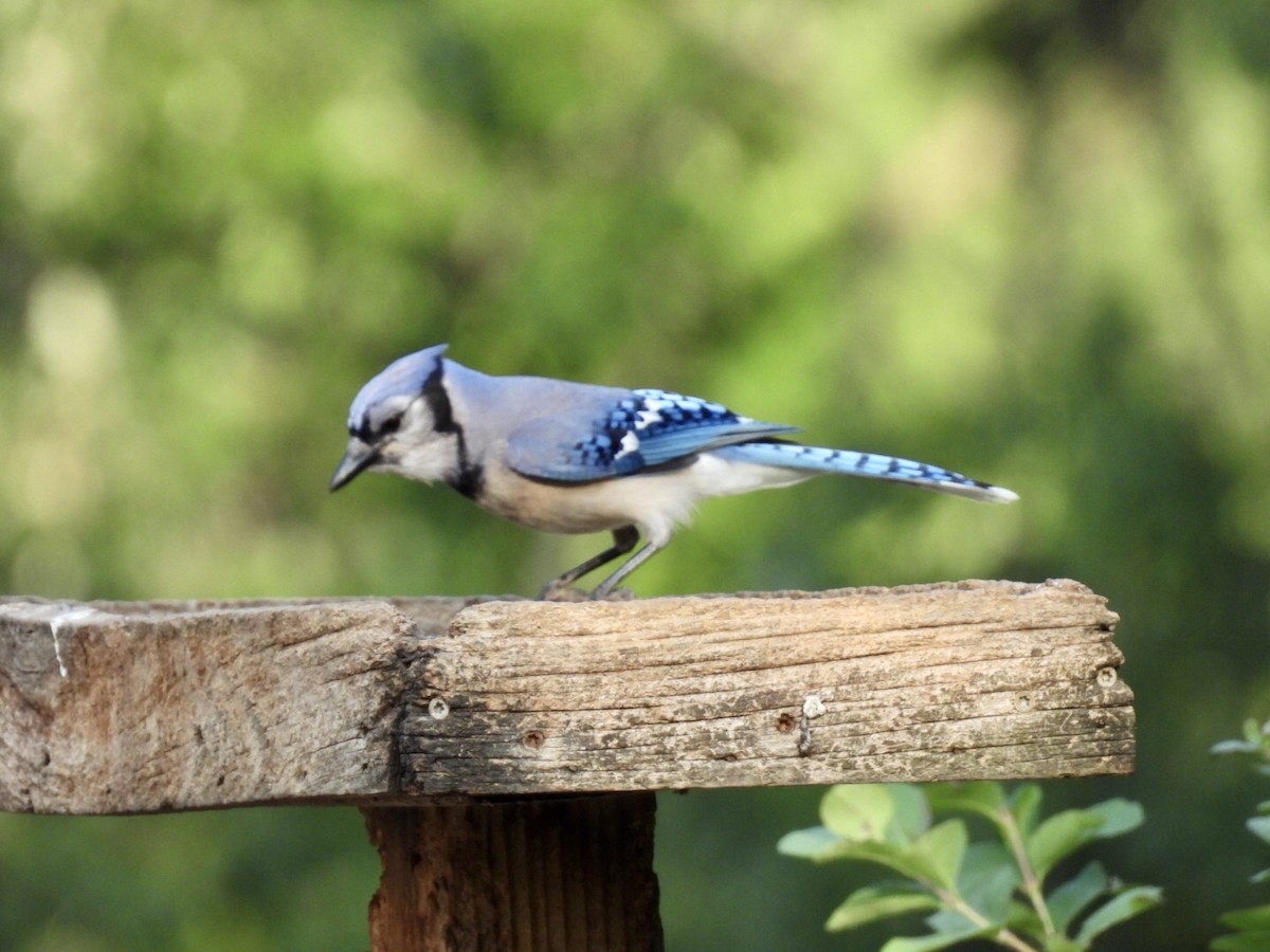Blue Jay - ML637476509