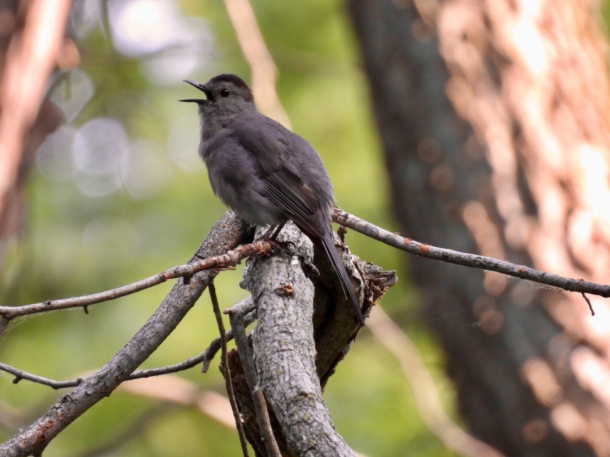Gray Catbird - ML637476528