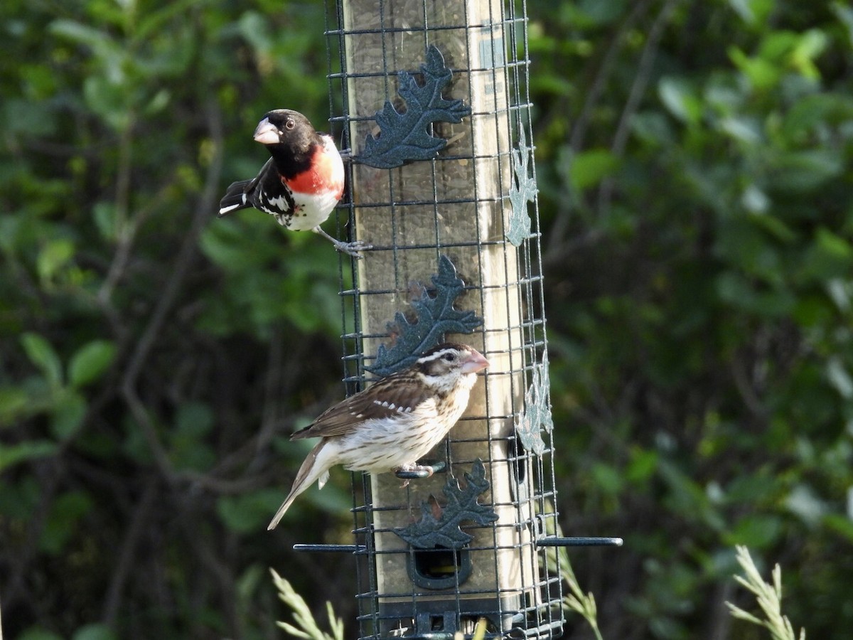 Rose-breasted Grosbeak - ML637476558