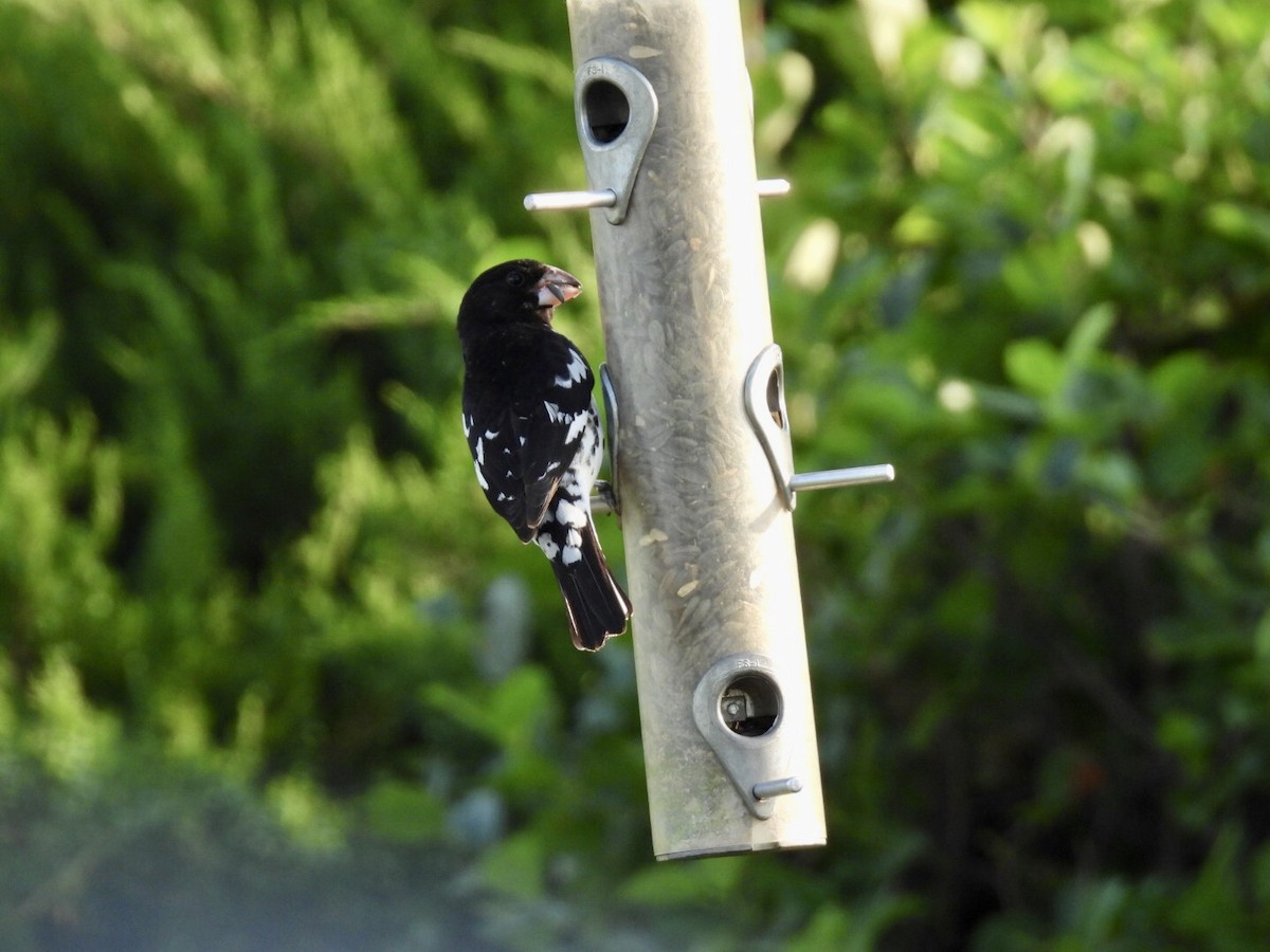 Rose-breasted Grosbeak - ML637476559
