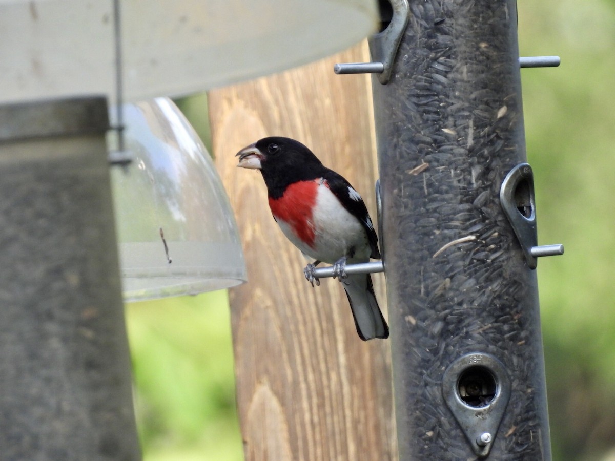Rose-breasted Grosbeak - ML637476560