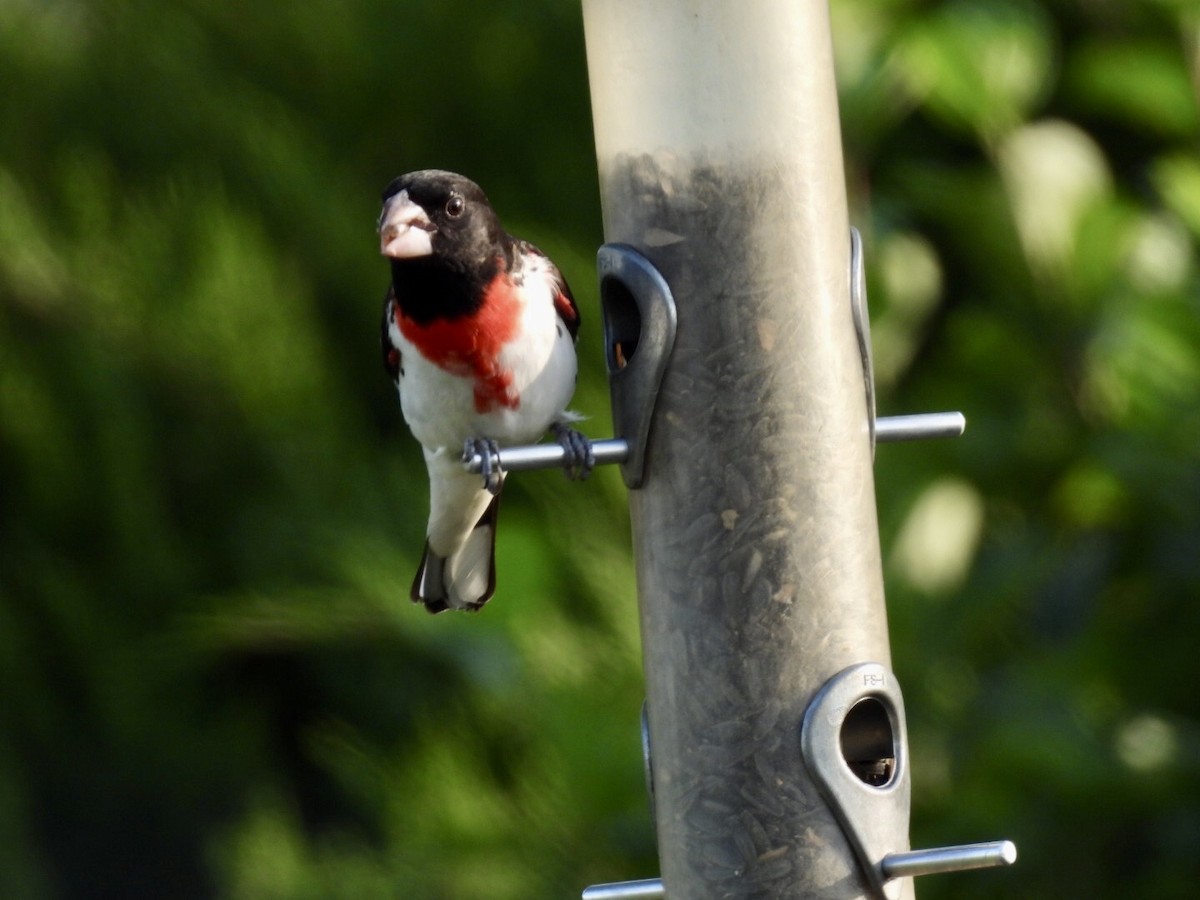 Rose-breasted Grosbeak - ML637476561
