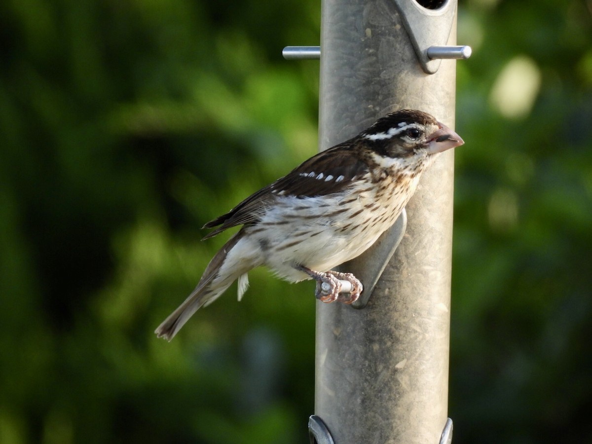 Rose-breasted Grosbeak - ML637476594