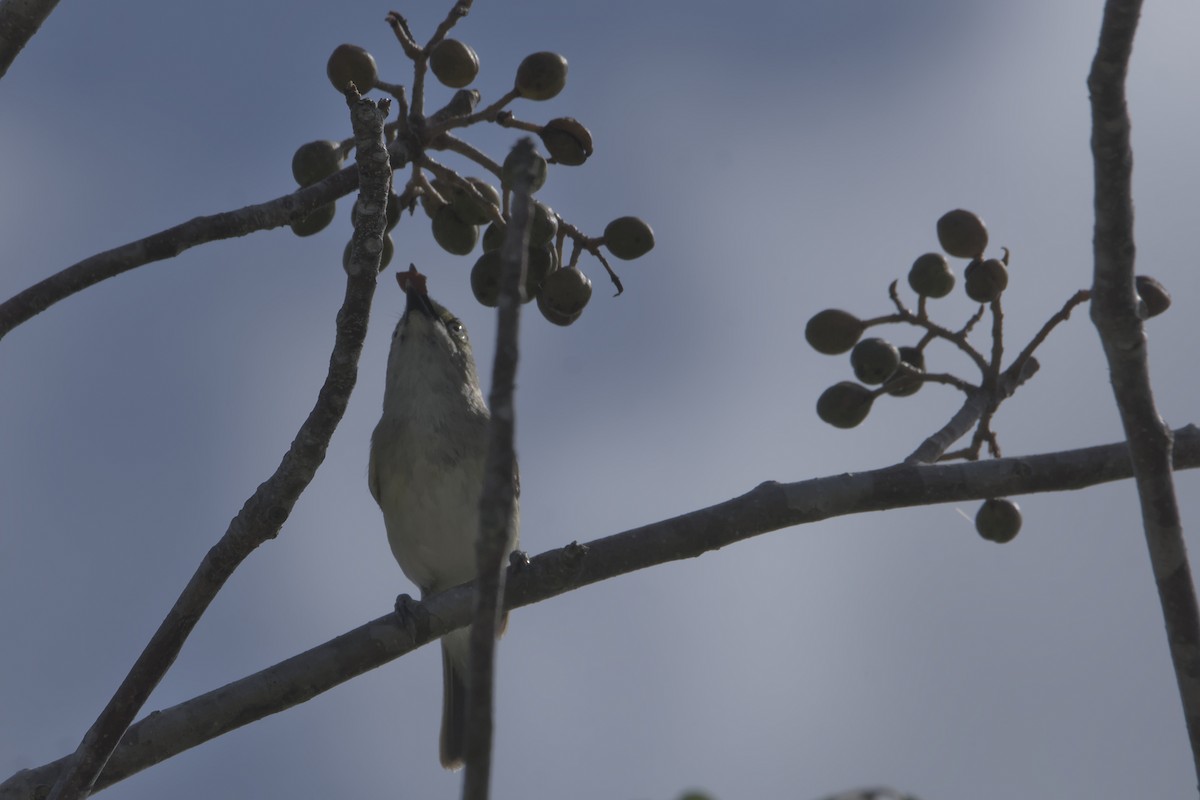 Vireo Ojiblanco - ML637476633