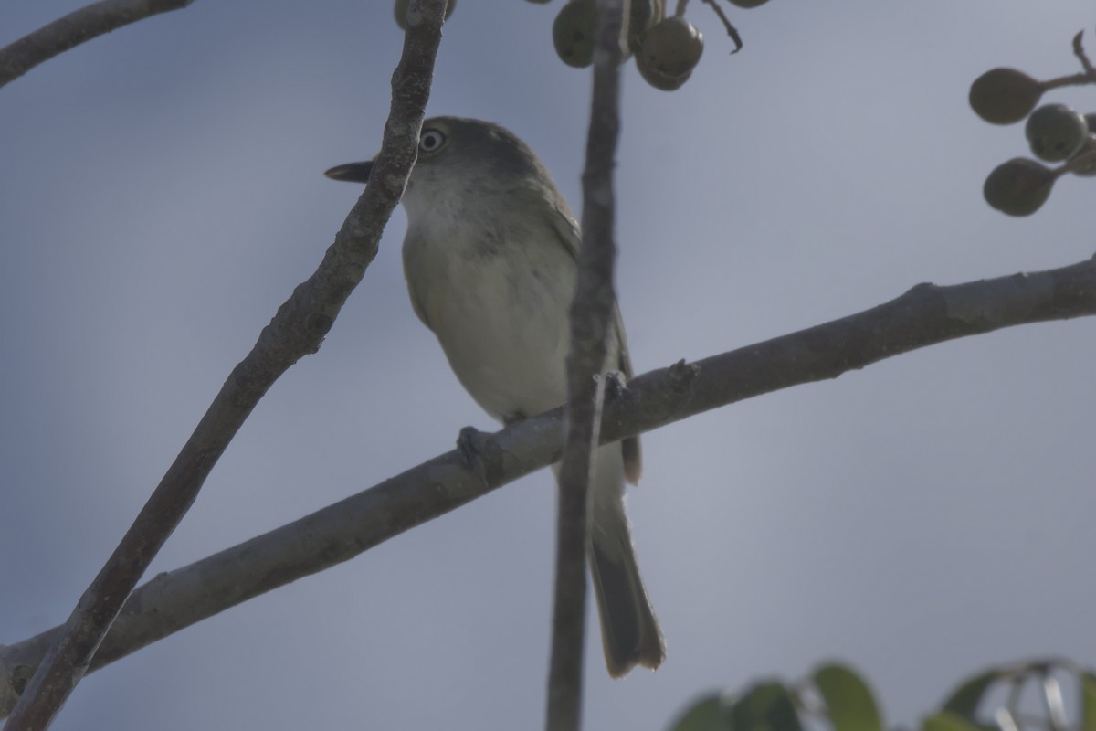 Vireo Ojiblanco - ML637476634