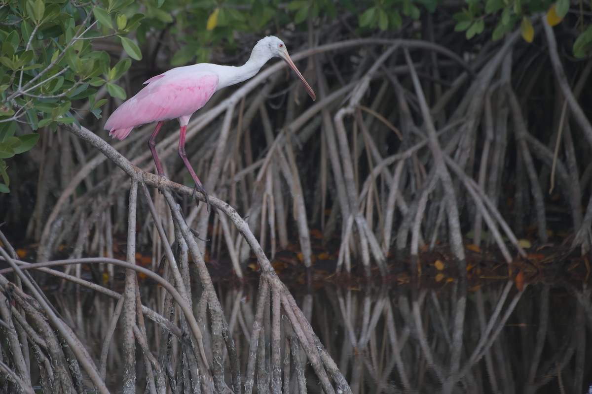 Espátula Rosada - ML637476645