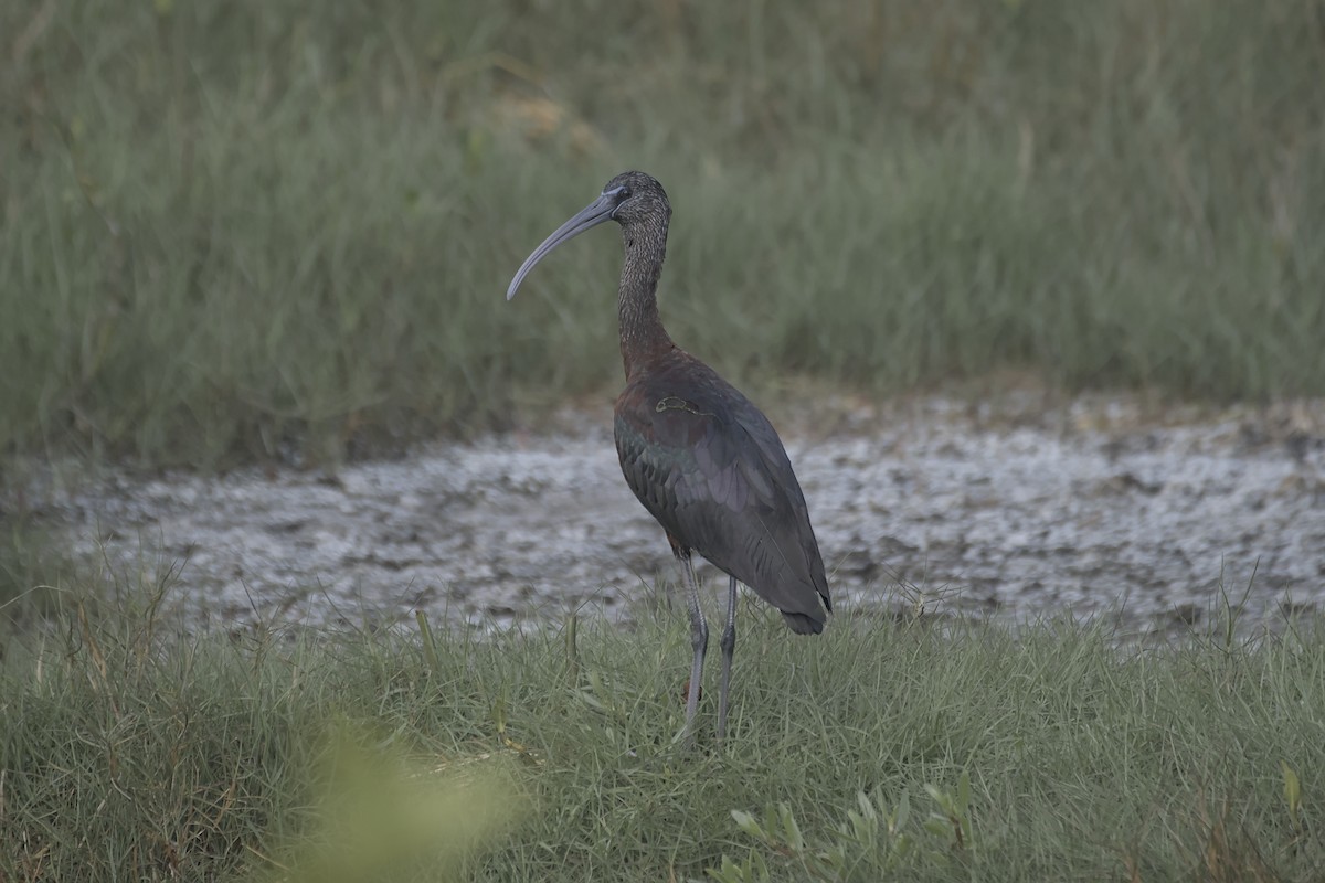 Morito Común - ML637476666