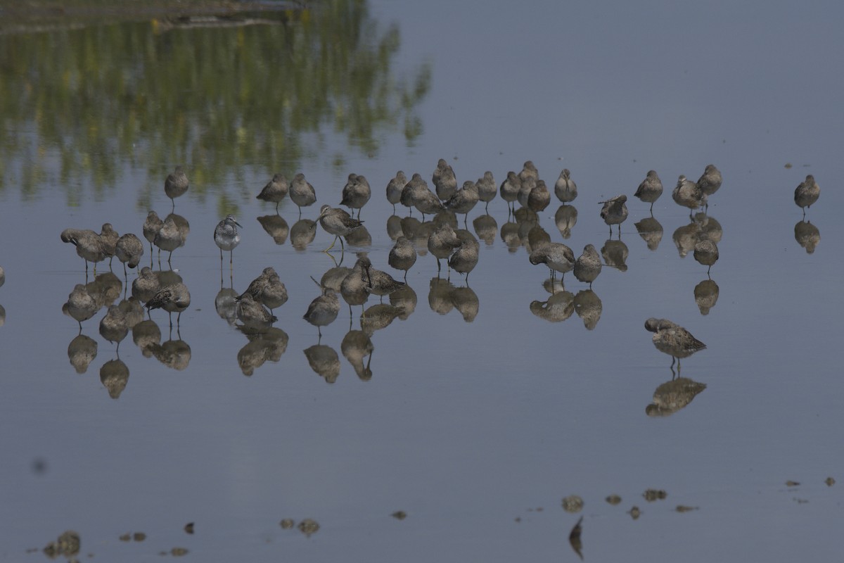 Agujeta Gris - ML637476671