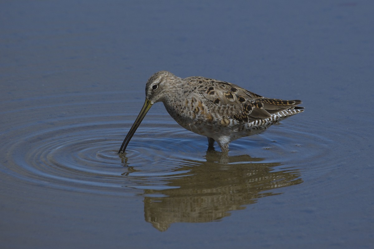 Agujeta Gris - ML637476696
