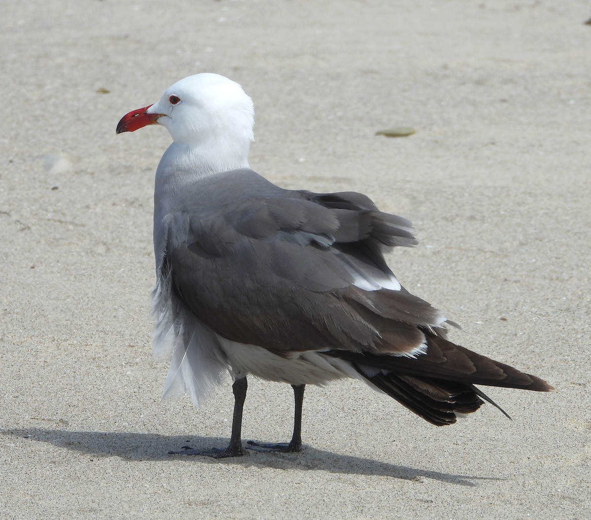 Heermann's Gull - ML637476741