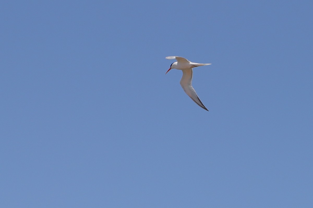 Elegant Tern - ML637476744