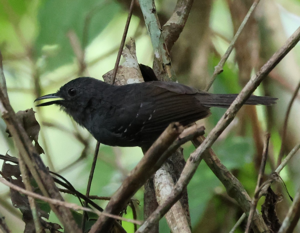 Willis's Antbird - ML637476750