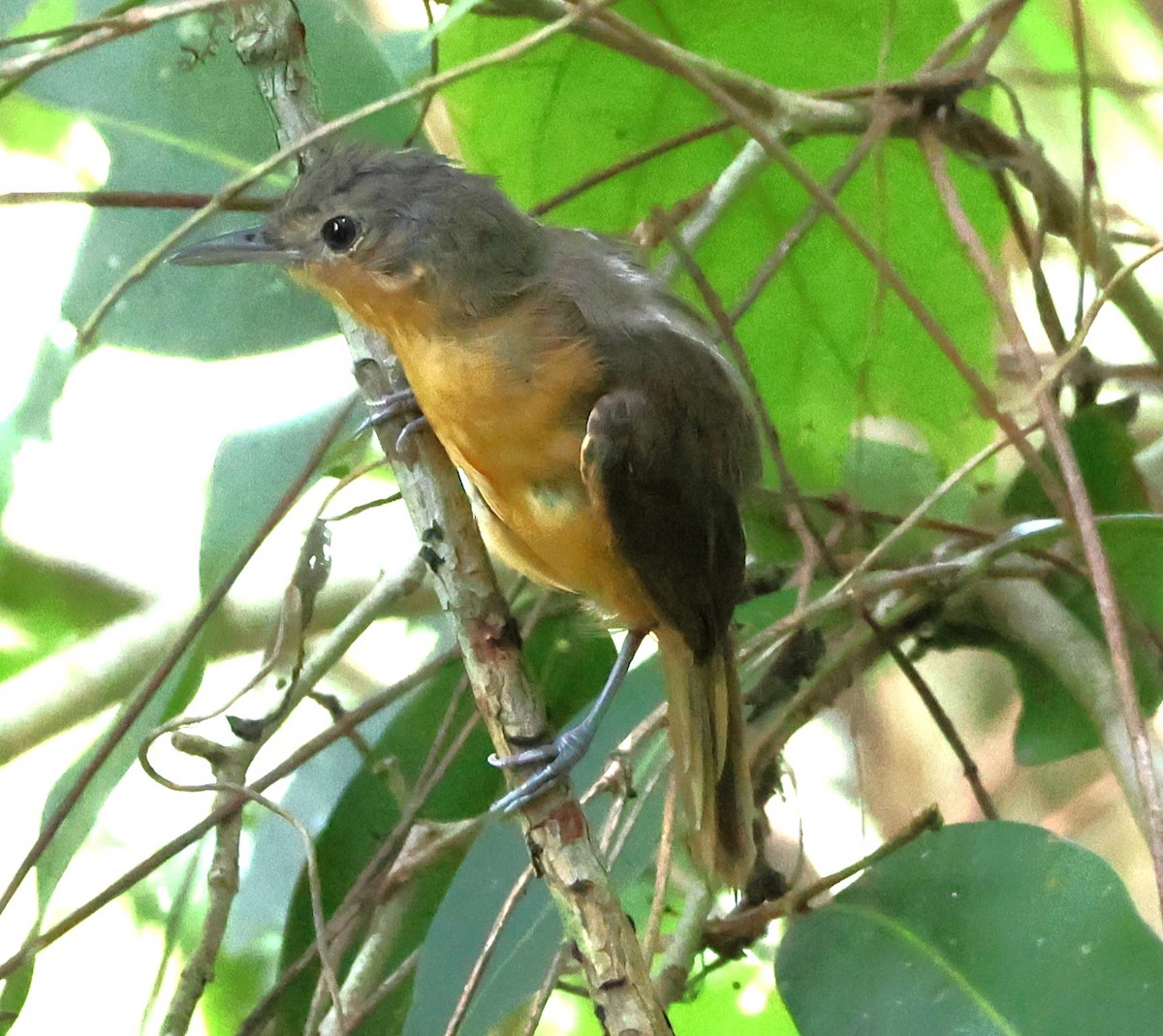 Willis's Antbird - ML637476756