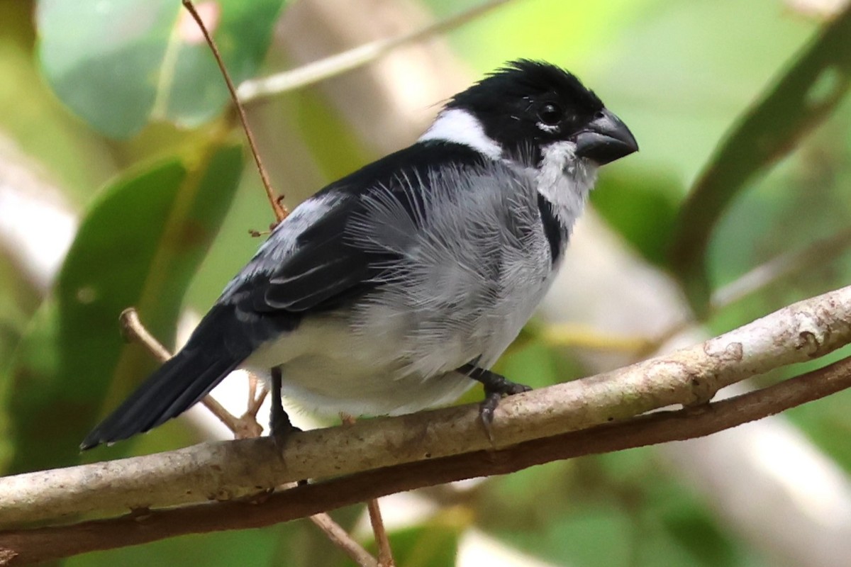 Wing-barred Seedeater - ML637476819