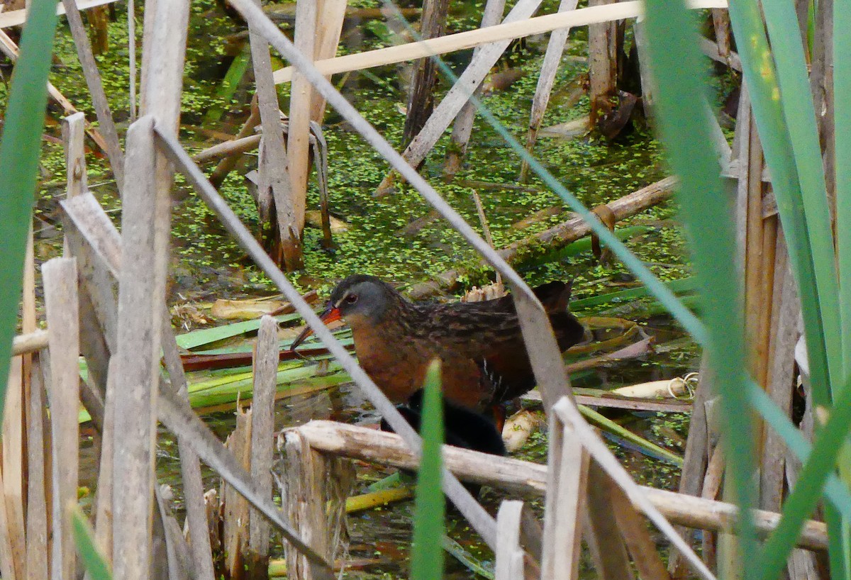 Virginia Rail - ML637476833