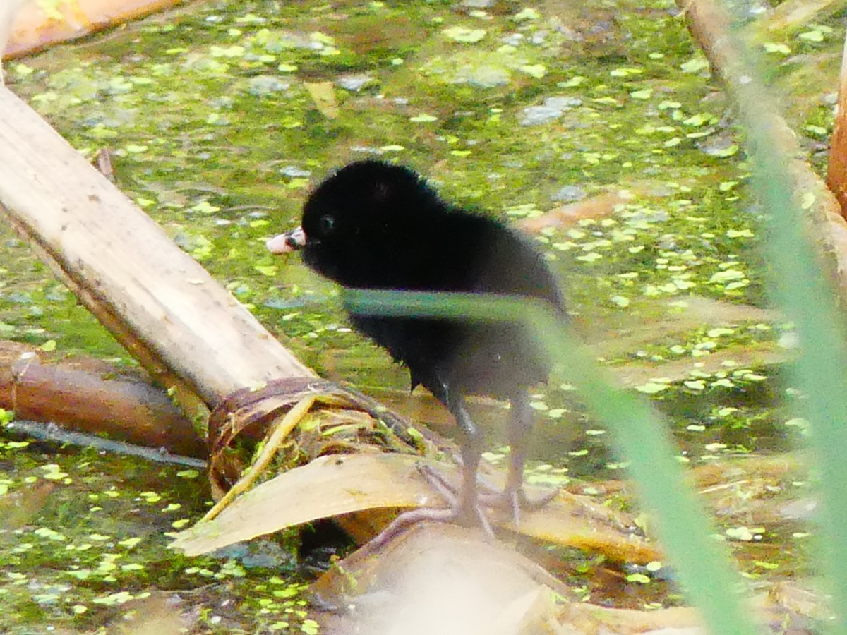 Virginia Rail - ML637476834