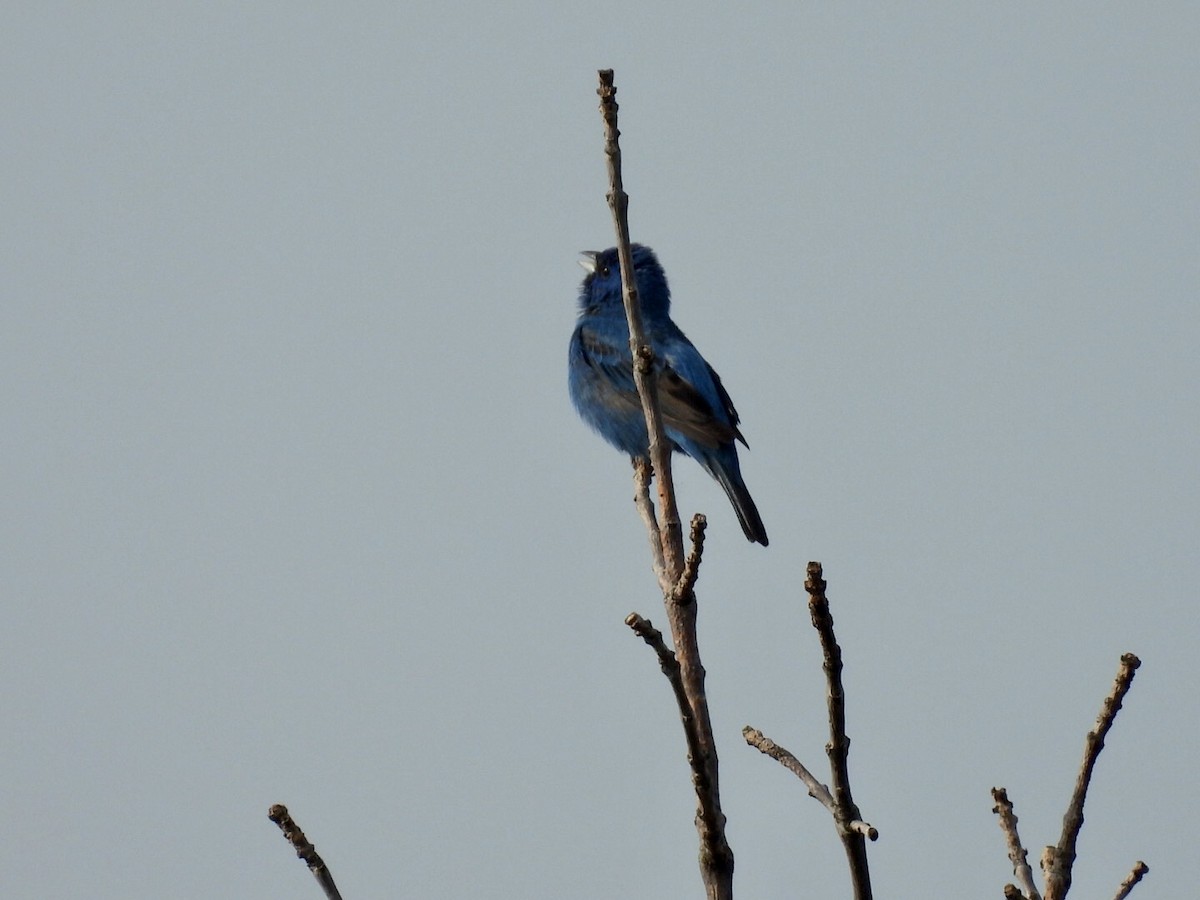 Indigo Bunting - ML637476837