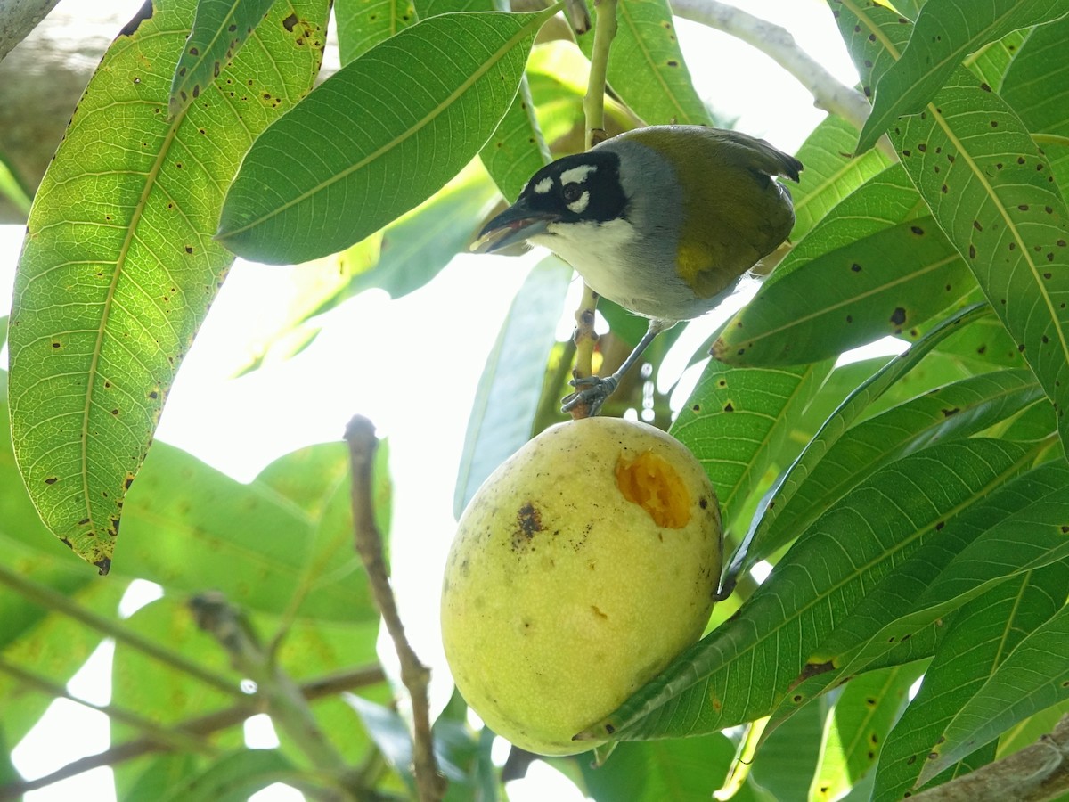 Black-crowned Palm-Tanager - ML637476948