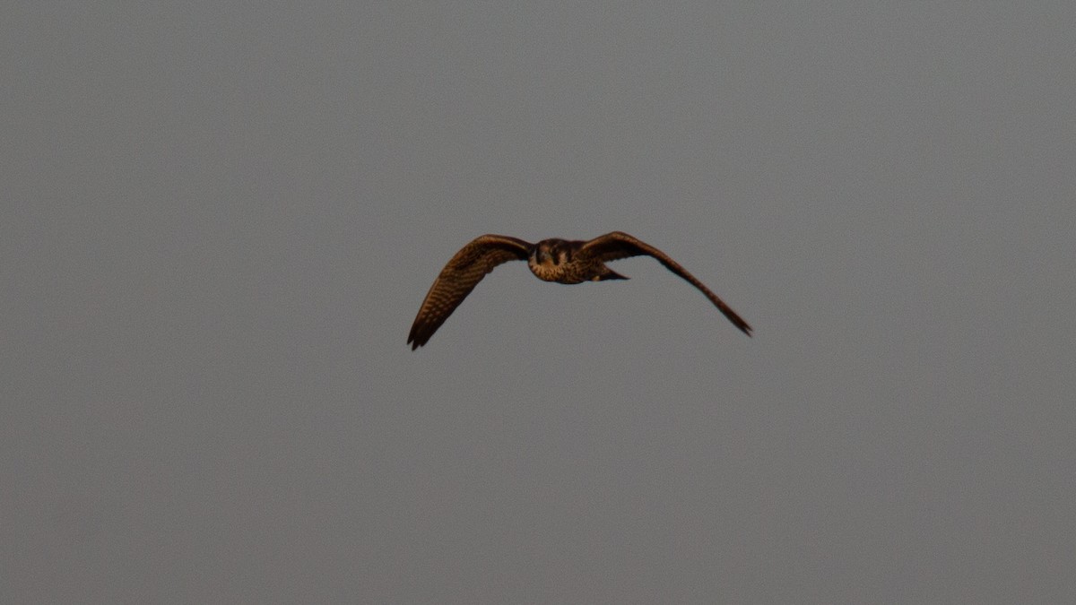 Peregrine Falcon (Tundra) - ML637476993