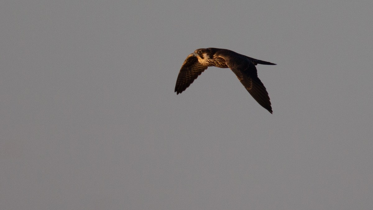 Peregrine Falcon (Tundra) - ML637476995