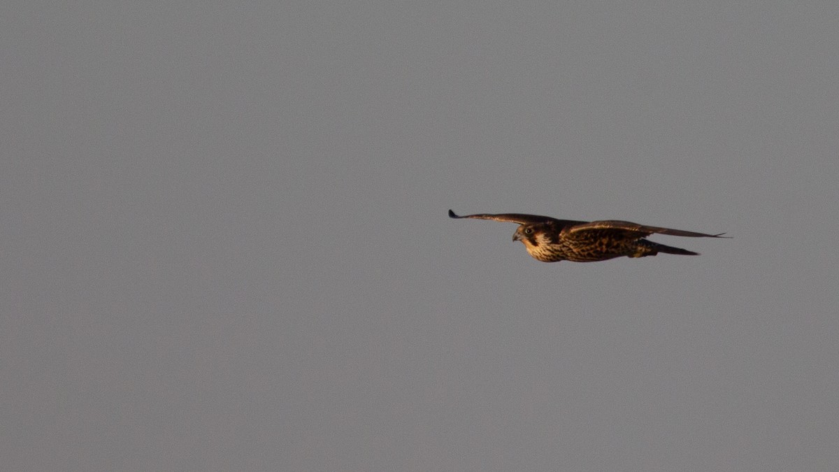 Peregrine Falcon (Tundra) - ML637476996