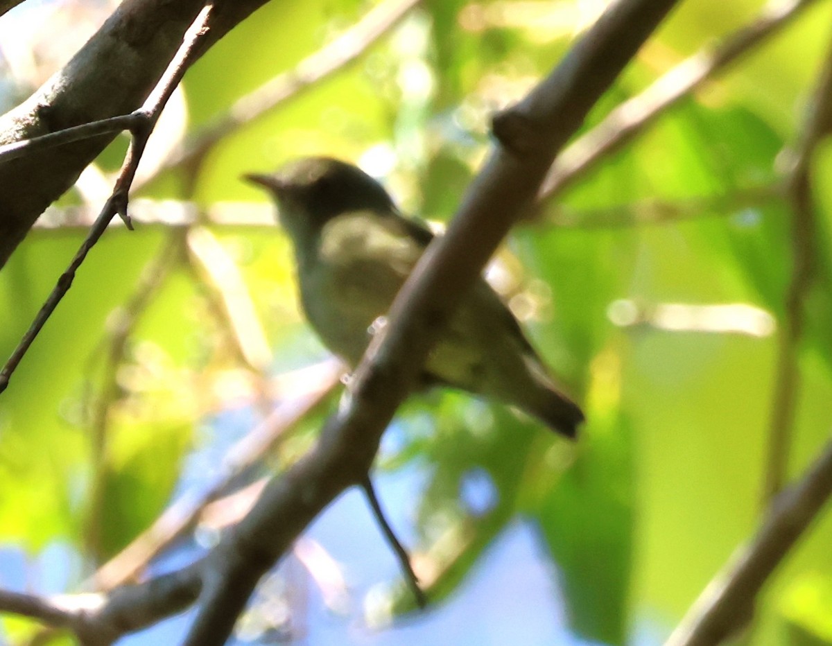 Dwarf Tyrant-Manakin - ML637477017