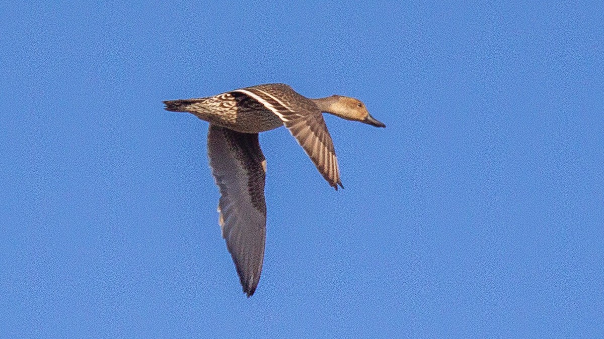 Northern Pintail - ML637477076