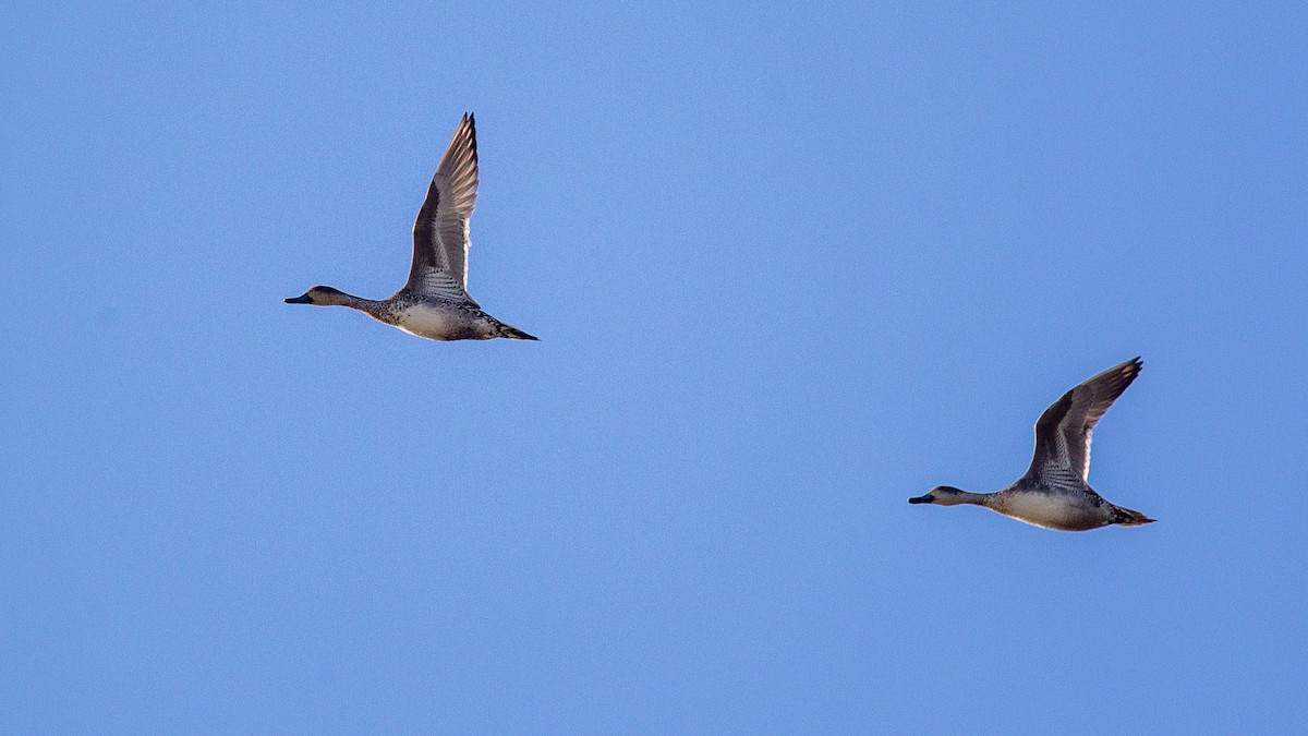 Northern Pintail - ML637477080