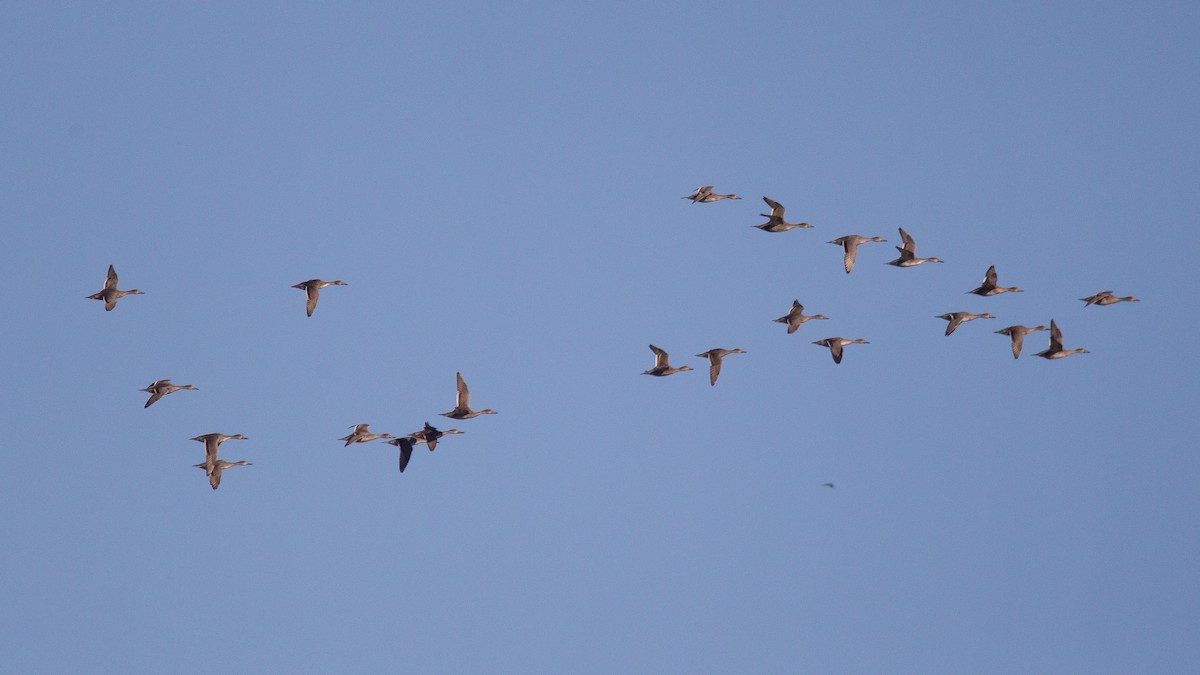 Northern Pintail - ML637477083