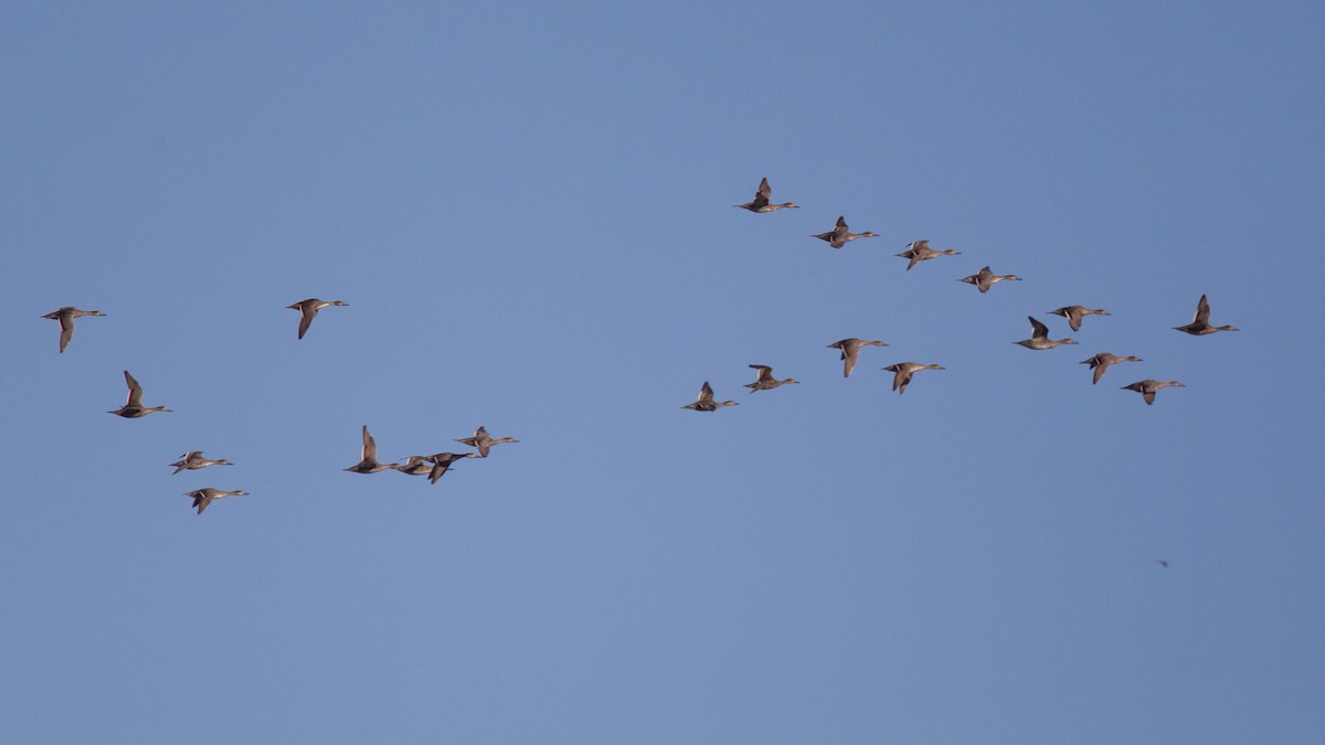 Northern Pintail - ML637477084