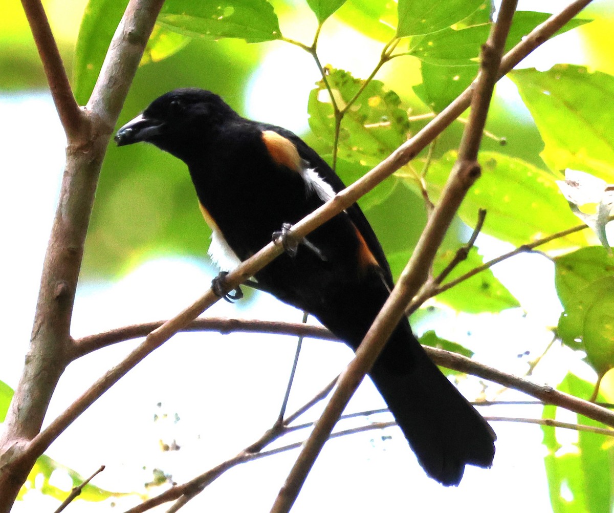 Fulvous-crested Tanager - ML637477085
