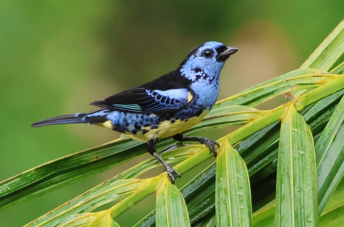 Turquoise Tanager - ML637477117