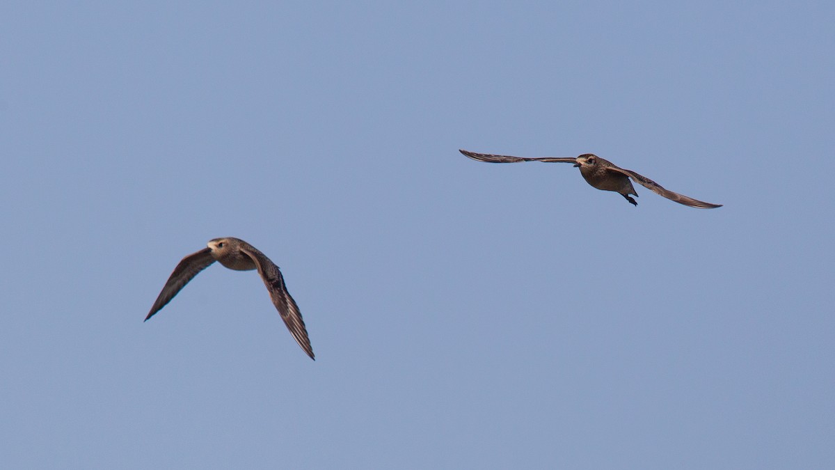 Urre-txirri amerikarra - ML637477128