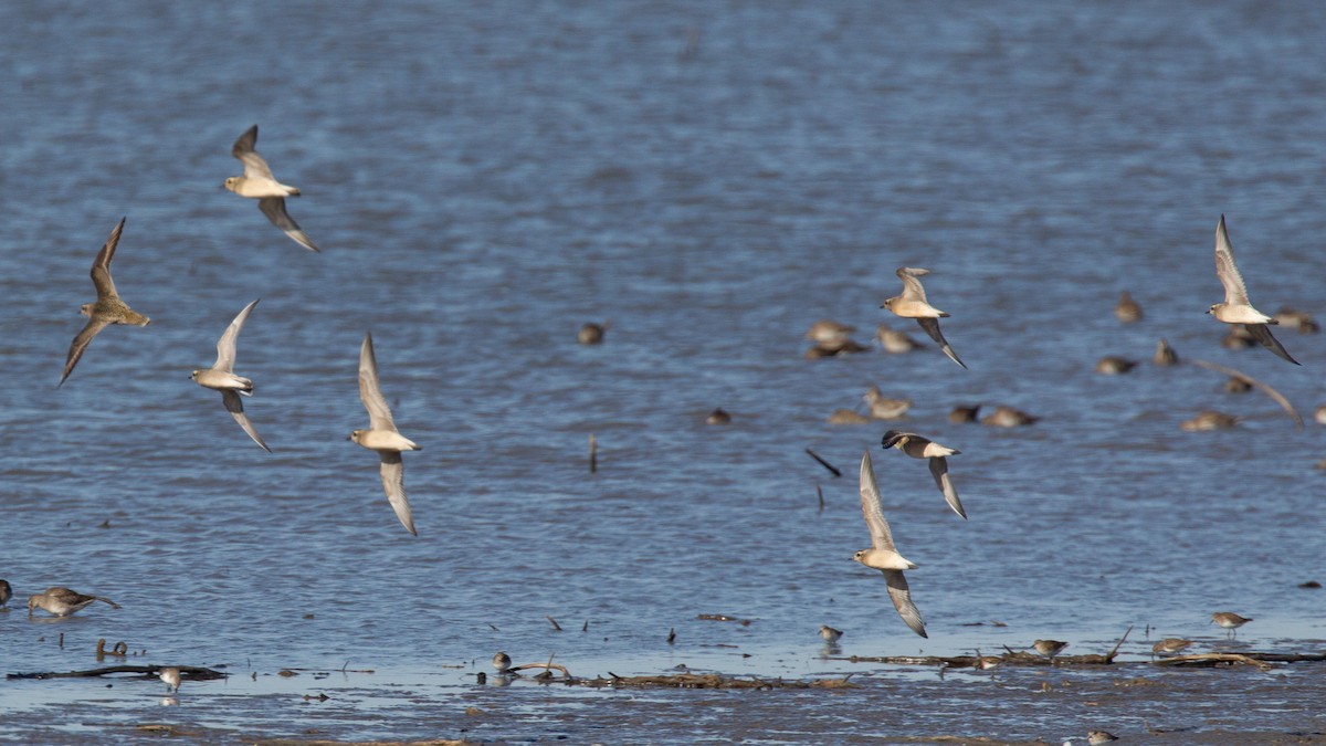 Urre-txirri amerikarra - ML637477129