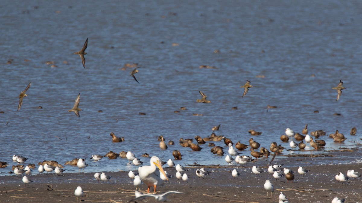 Urre-txirri amerikarra - ML637477130