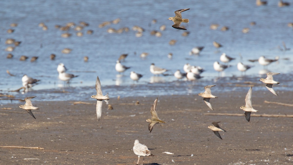 Urre-txirri amerikarra - ML637477131