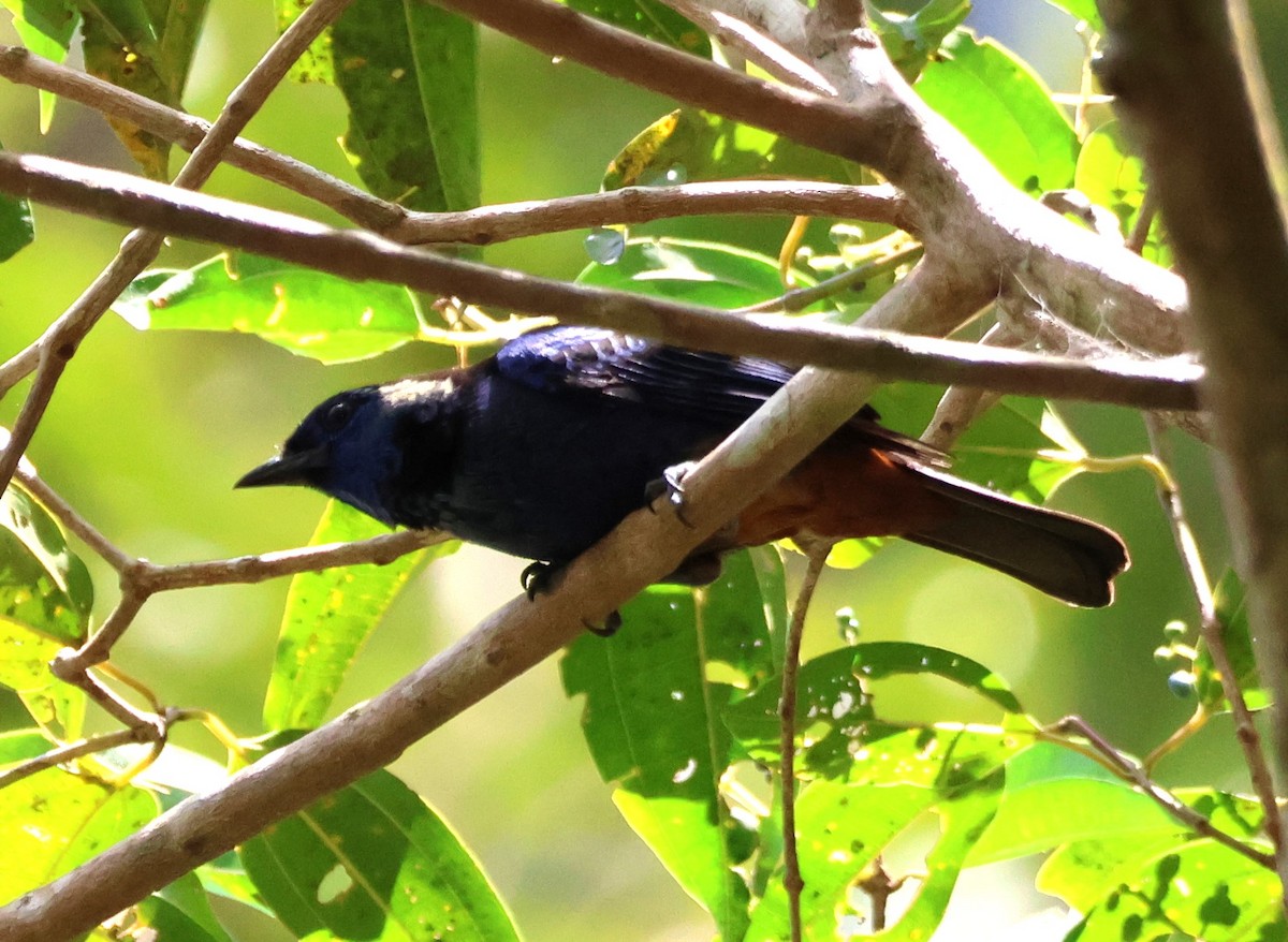 Opal-rumped Tanager (Opal-rumped) - ML637477135