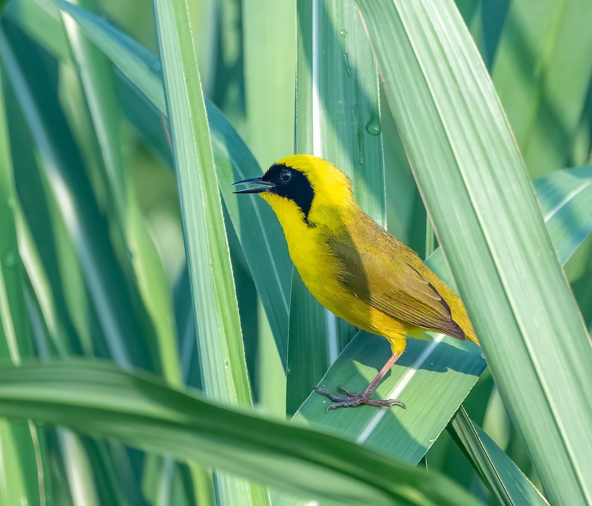 Altamira Yellowthroat - ML637477142