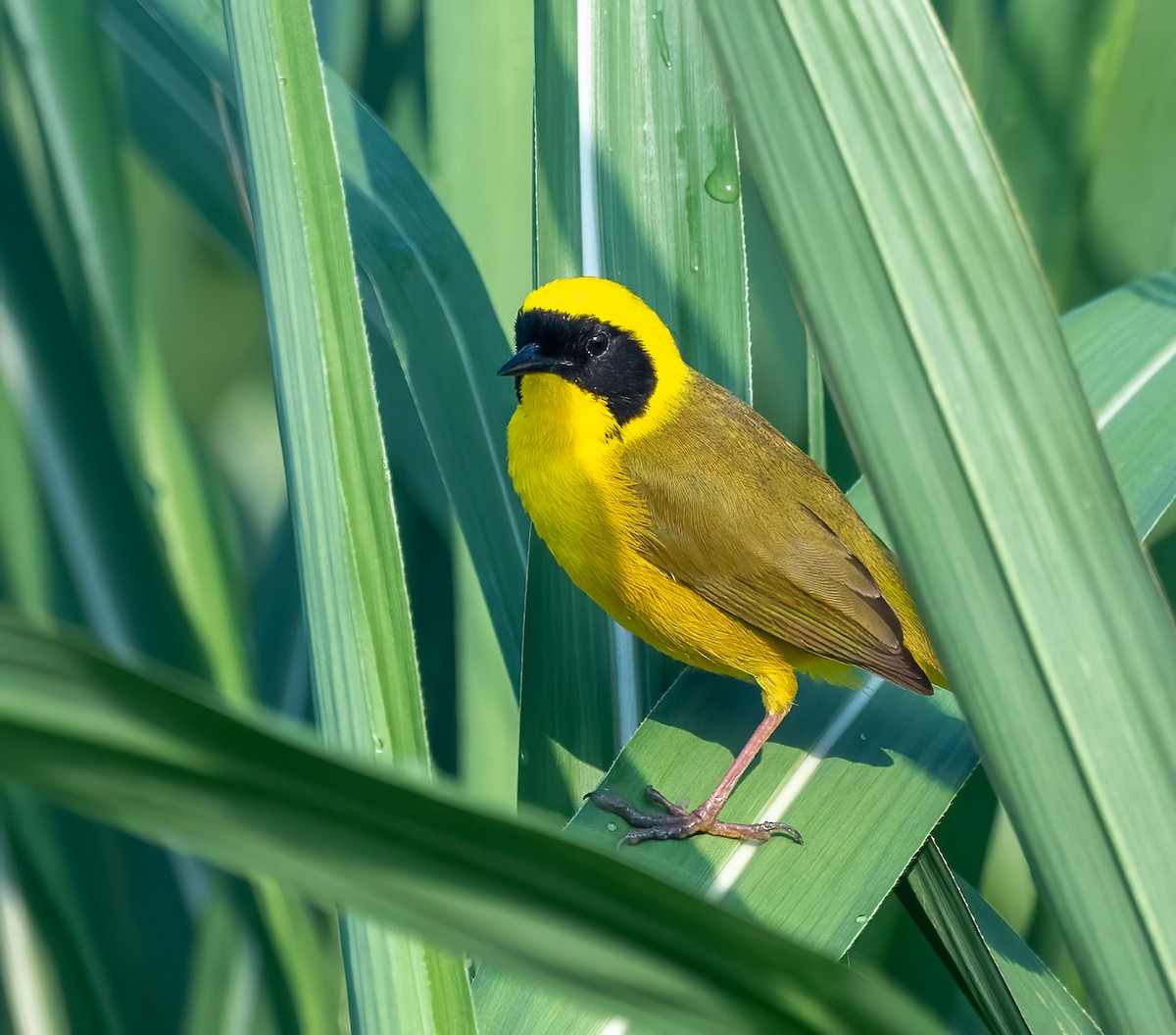 Altamira Yellowthroat - ML637477145