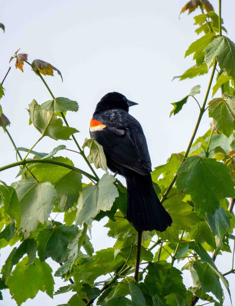 Red-winged Blackbird - ML637477242