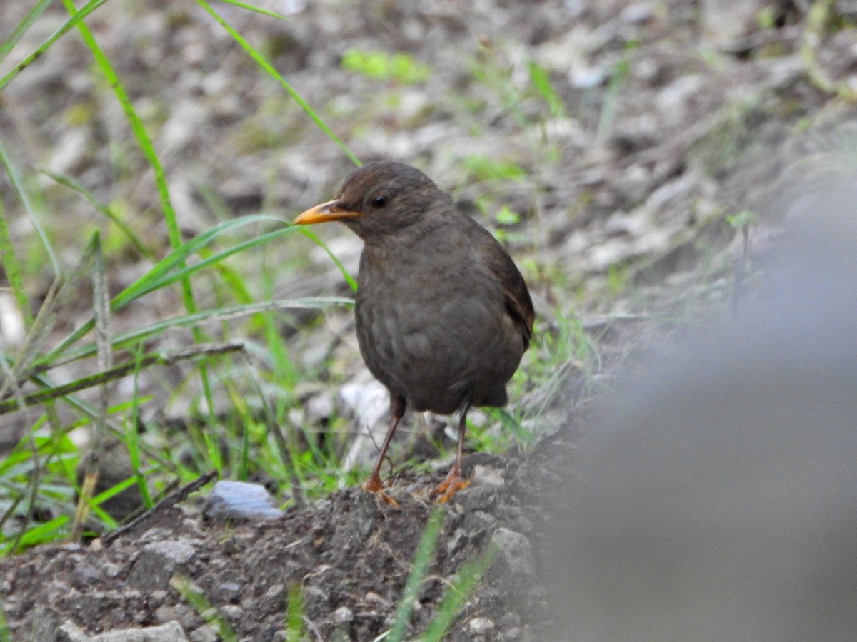 Glossy-black Thrush - ML637477245