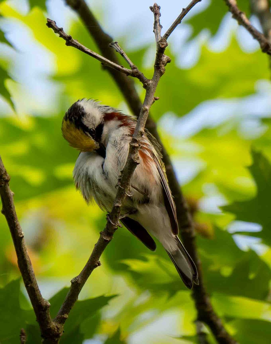 Chestnut-sided Warbler - ML637477253