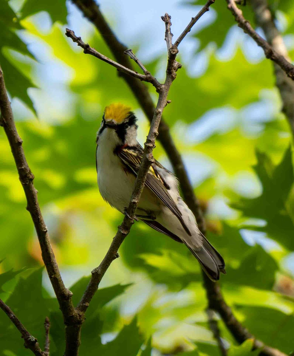 Chestnut-sided Warbler - ML637477256