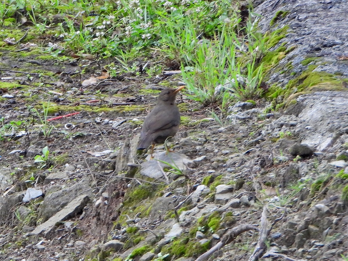 Glossy-black Thrush - ML637477324