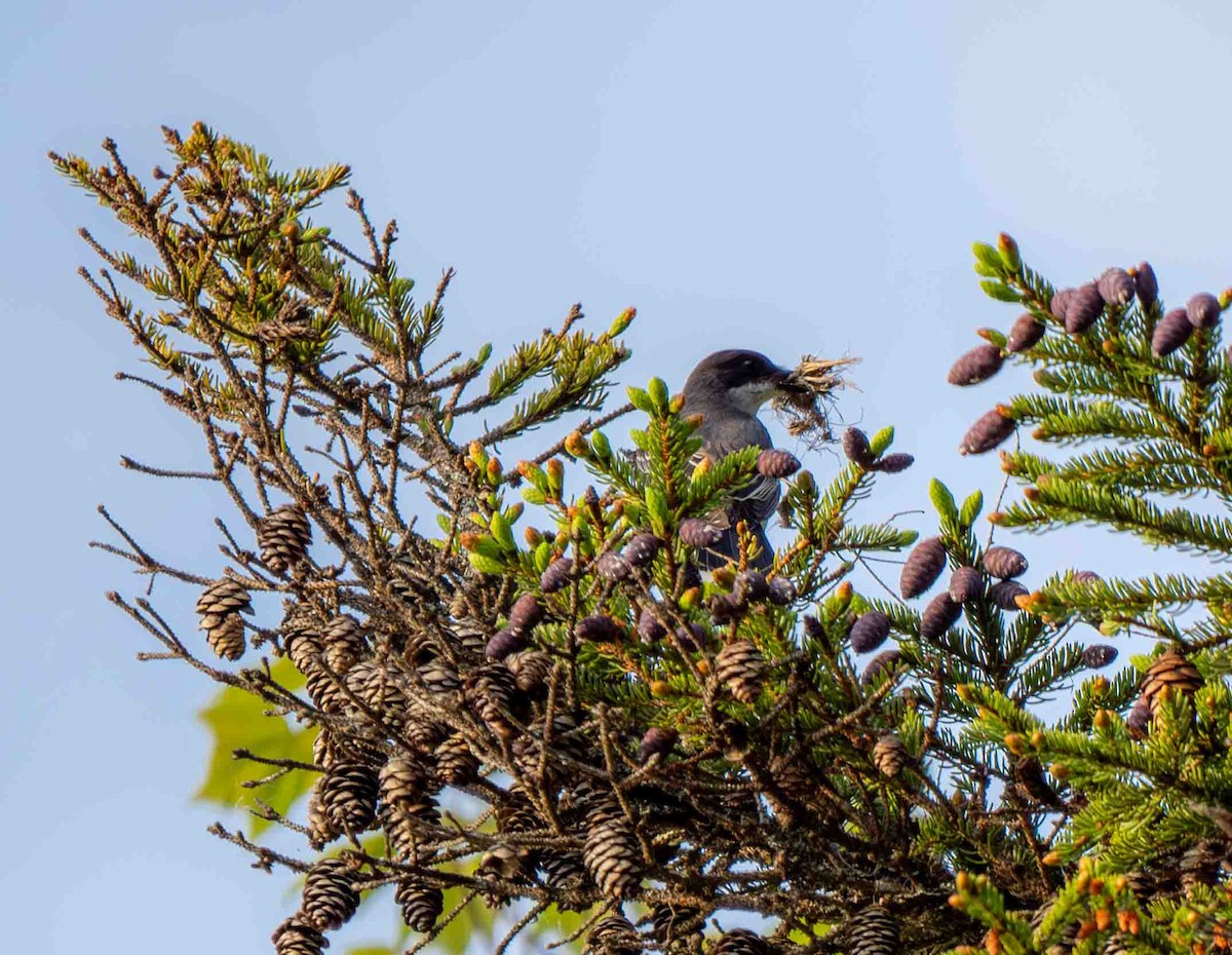 Eastern Kingbird - ML637477352