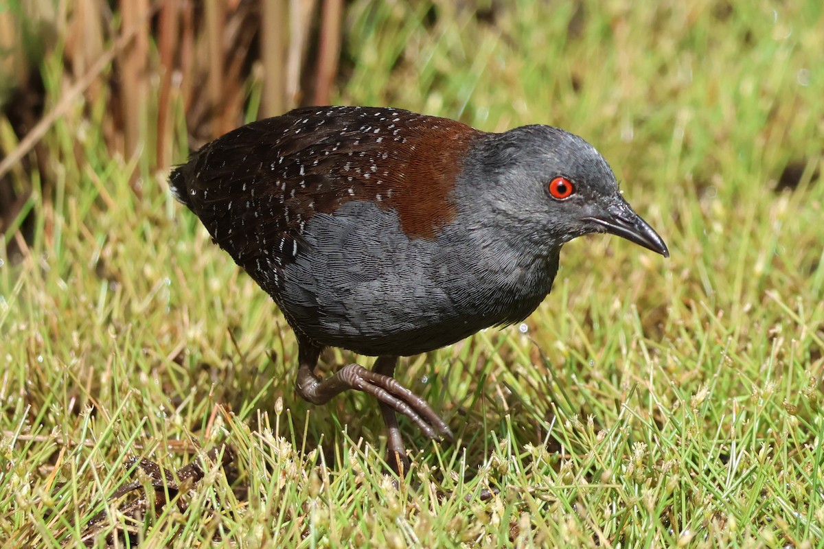 Black Rail - ML637477362