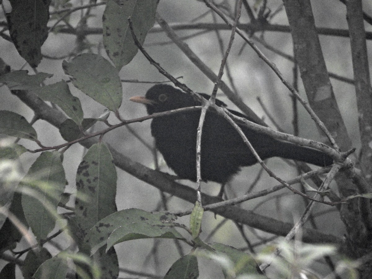 Glossy-black Thrush - ML637477418