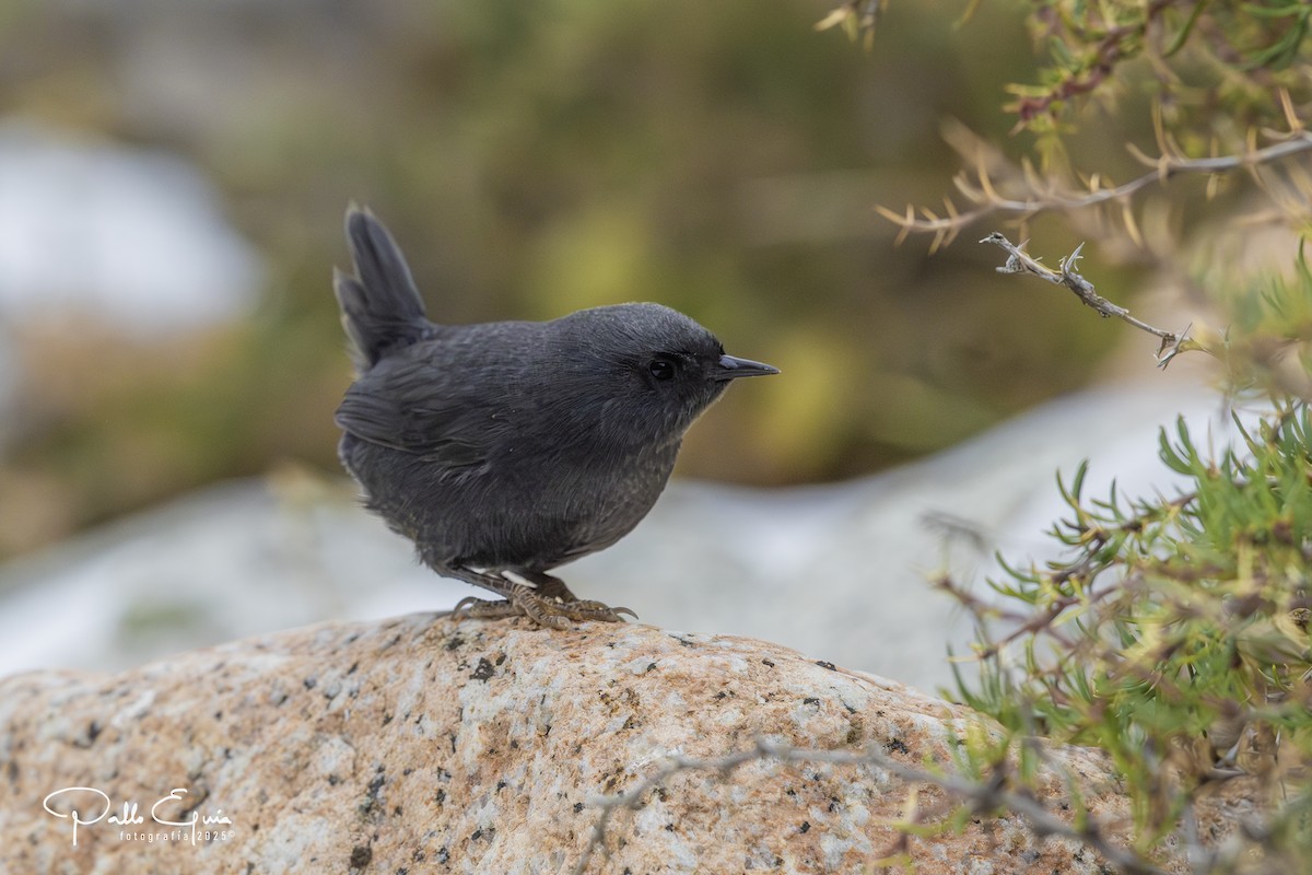 Magellanic Tapaculo - ML637477425